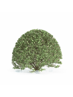 стриженые Абелия крупноцветковая стриженая 13