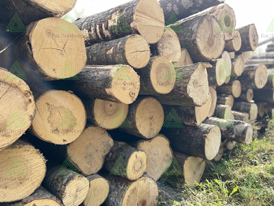 Бревна пиловочные лиственных пород (осина) ГОСТ 9462-88, 22299-76Э