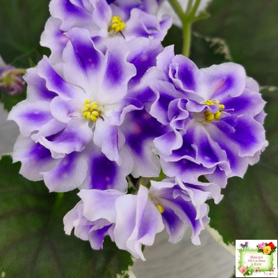 ВаТ-Монарх (Т. Валькова) 2016 г.