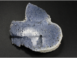 Коралл голубой Акори, Австралия (50*48*11 мм, 27 г) №37705