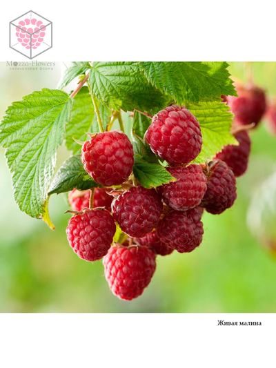 Набор вайнеров и каттеров "Листья малины. Размер М"