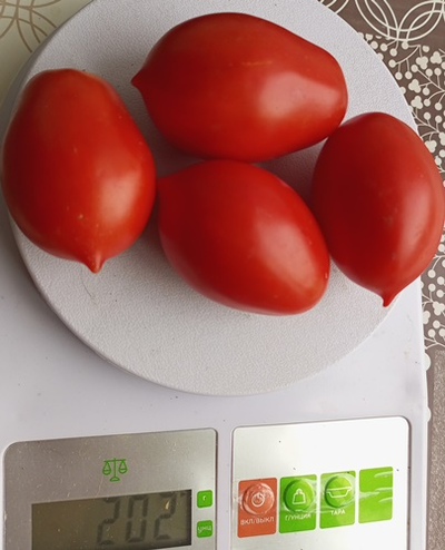 Томат Пир на весь мир