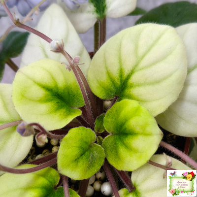 ЛЕ-Хрустальный Водопад Голд (Е. Лебецкая /С. Новгородова) 2018 трейлер