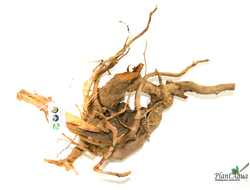 Коряга ПУСТЫННАЯ XXXL (40-50 см)