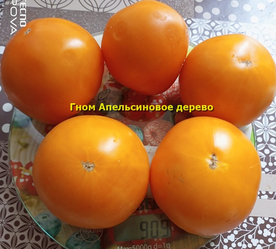 Гном Апельсиновое дерево (Dwarf Orange Tree, Австралия, США )