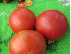 Томат Весенние заморозки