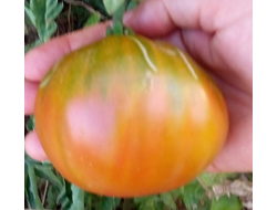 Томат Бунте Пфлауме (Красочная слива, Bunte Pflaume)