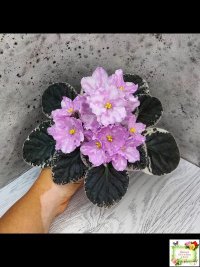 Rivermist Beguiling (J. Baker) (стартер)