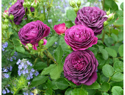 Эбб тайд (Ebb Tide,Purple Eden), Carruth