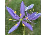 Camassia quamash