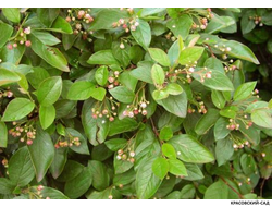 Кизильник блестящий - Cotoneaster lucidus