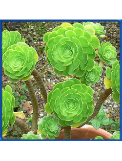 Aeonium arboreum