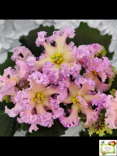 РМ-Оранжевое Лето (Н. Скорнякова) 2022 г. (детка)