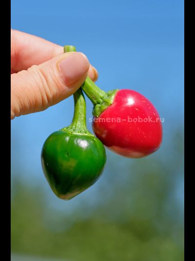 Перец острый Jalapeno Bomb F5, 10 шт