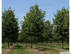 Липа европейская Палида - Pallida