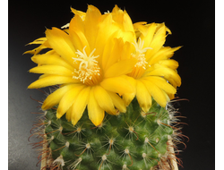 Parodia weberiana VG-636 - 10 семян