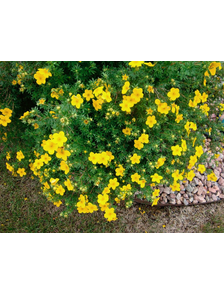 Лапчатка кустарниковая (Potentilla fruticosa Goldstar) с3 40-45см