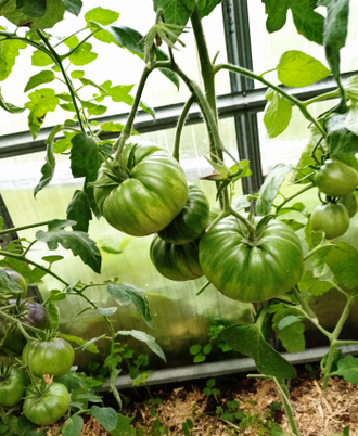 Семена томата Греческая мама Криса/ *нов 2025