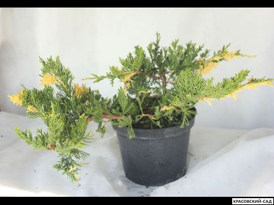 Можжевельник Экспанза Варигата - Expansa Variegata