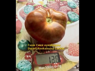 Томат Гном Смех Кукабарры (Dwarf Kookaburra Cackle)