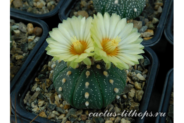 Astrophytum asterias_2