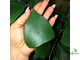 Ficus Triangularis Natali Trinova / фикус треугольный тринова