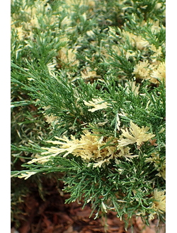 Можжевельник казацкий Variegata