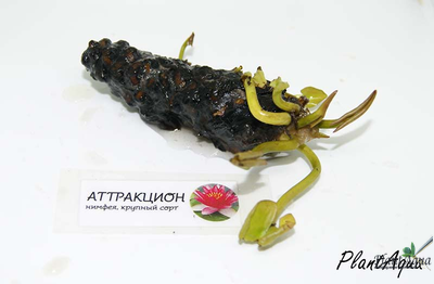 Нимфея Желтая MIX