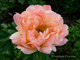 Пион Coral Charm (Корал Шарм)
