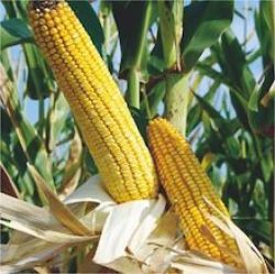 физикс семена кукурузы ragt