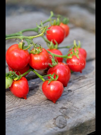 Томат Гибрид Тарасенко, 10 шт