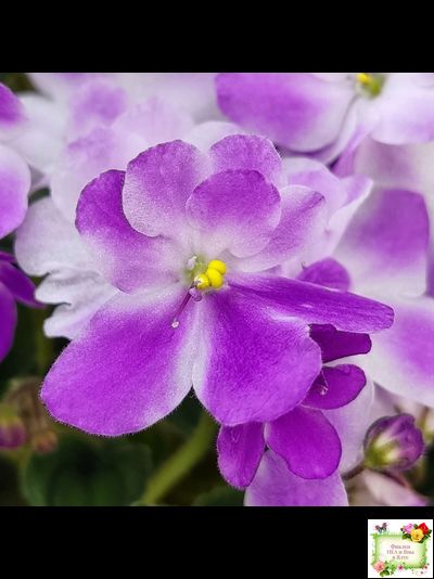 LV-Кирюша (Л. Шевелева) 2022 г. трейлер (пасынок посажен 15.08.25)