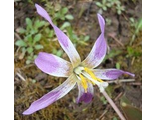 Erythronium sibiricum «Светлячок»