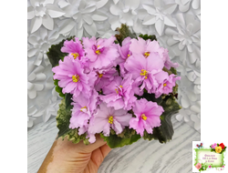 АВ-Поющие Пески (Фиалковод) 2021 г. (гёрл-листья с кроновой пестролистностью)