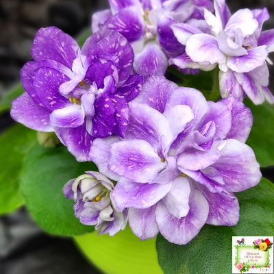 АВ-В Краю Единорогов (Фиалковод) 2020 г.