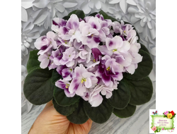 Mac's Southern Springtime (G.McDonald)