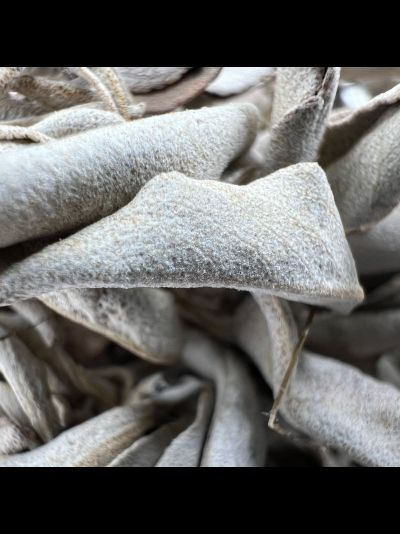 Листья с ветками Белого Шалфея