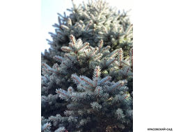 Ель Роял Блю фото хвои - красовский-сад.рф