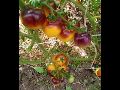 Томат Лесной Голубой Шмель (Bosque Blue Bumblebee)