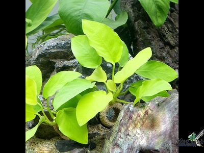 Анубиас нана голден