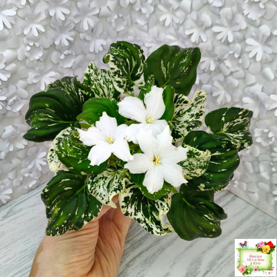 LV-Зюзя (Л. Шевелева) 2025 г. трейлер (клакамас пестролистный)