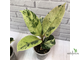 Ficus elastica "shivereana" / фикус эластика шивериана