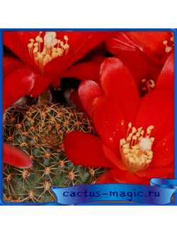 Aylostera gibbulosa KK 1563