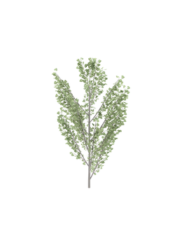 лиственные Тополь черный Rus2