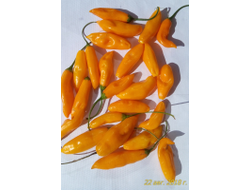 Перец острый Aji Limo (Lemon Drop)