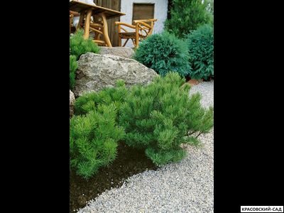 Сосна горная Мугус - Pinus mugo Mughus