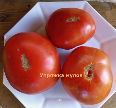 Томат Упряжка мулов (Mule Team)