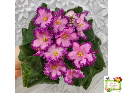 Nik-Любовный Напиток (Н. Булко) 2023 г.