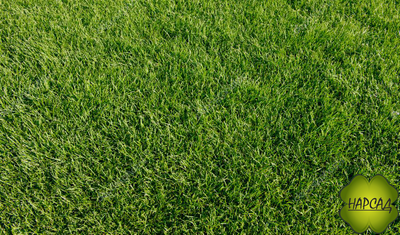 МЯТЛИК ЛУГОВОЙ 0,5 КГ