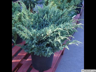 Можжевельник Блю Свид - Blue Swede